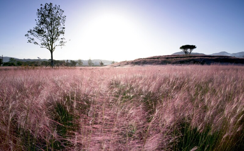 [픽! 합천] 분홍빛으로 물든 합천…핑크뮬리 활짝