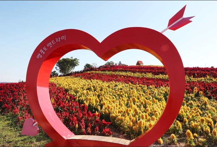 신안군 병풍도서 내달 1∼10일 '섬 맨드라미 축제'