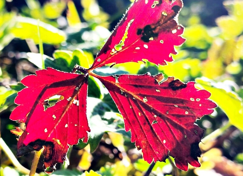 가을도 쉬어가는 해발 1천330ｍ 함백산 만항재 단풍 비경