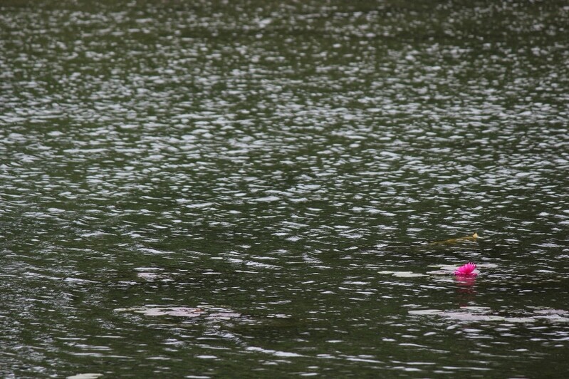 꽃 한 송이에 담긴 이야기와 풍요로운 영혼…이현주 사진전