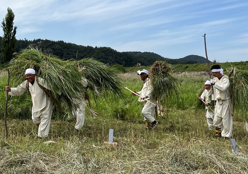 [픽! 청양] 전국 유일 '갈대 후리는 소리' 시연