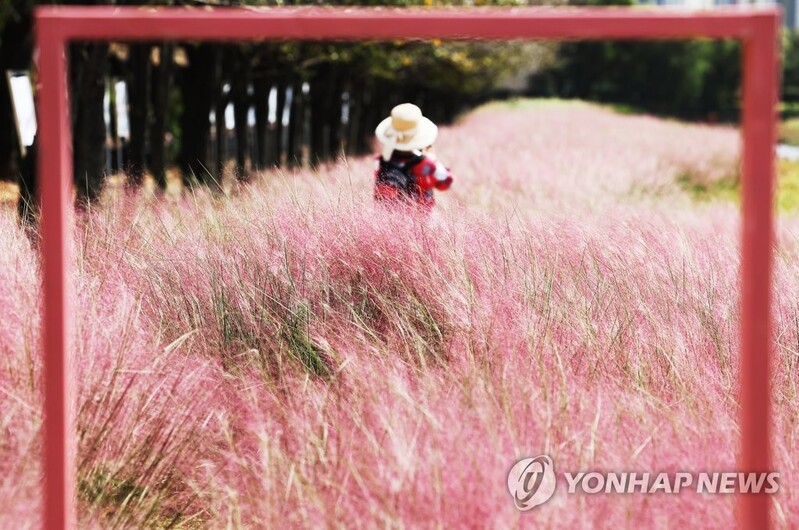 청명한 날씨 속 전국 곳곳에 가을 정취 즐기려는 인파 '북적'