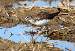[K-Geography] Green sandpiper walking around