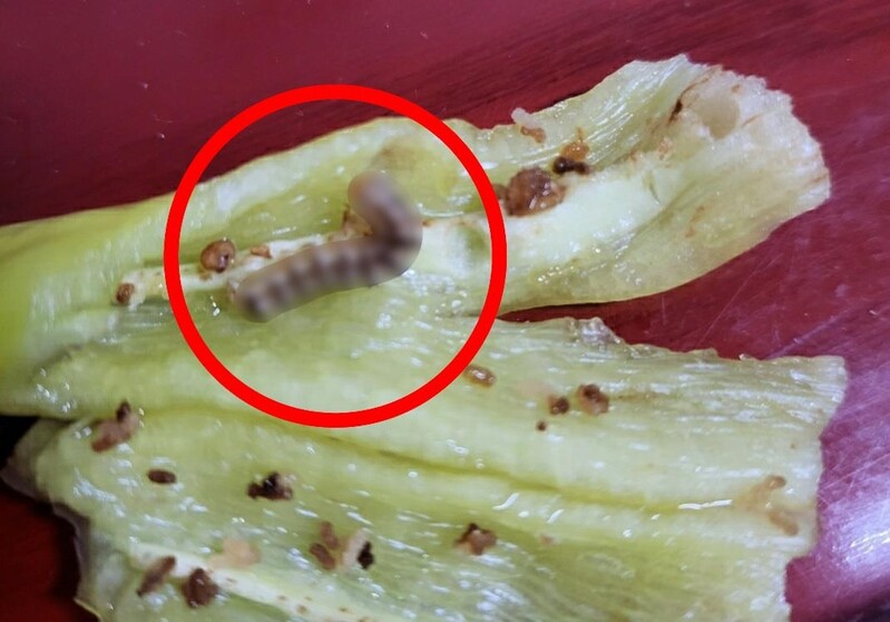 [OK!제보] 고추 먹는데 애벌레가 꿈틀…농산물이라 괜찮다?