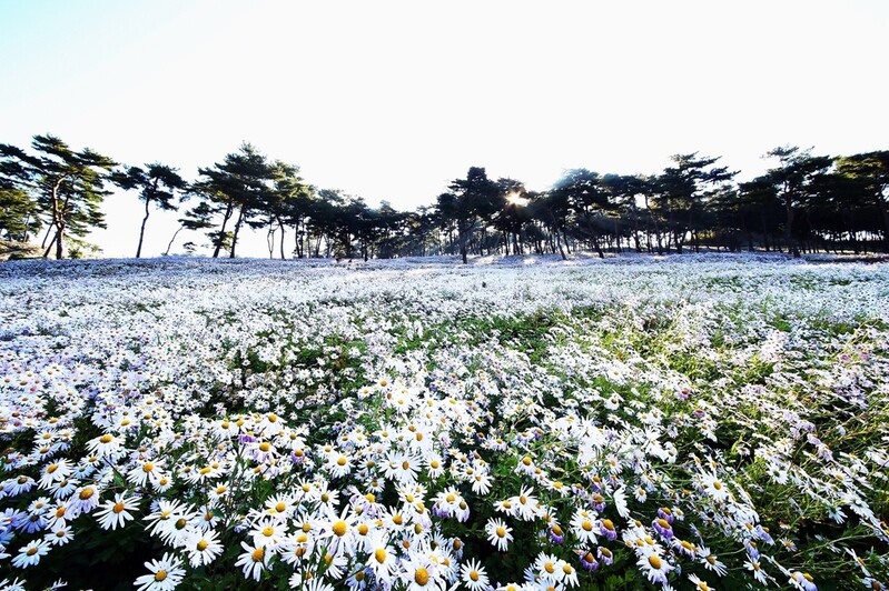 "은은한 색과 향에 취한다"…정읍 구절초꽃 축제 29일 개막