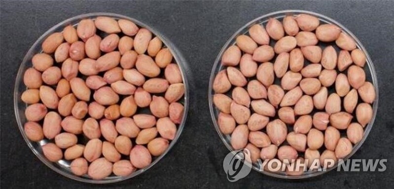 제주 우도 가면 찾는 명물 '우도땅콩' 신품종으로 대체