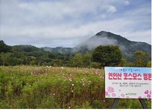 경기도, 연인산도립공원에 4천600㎡ '코스모스 정원' 조성