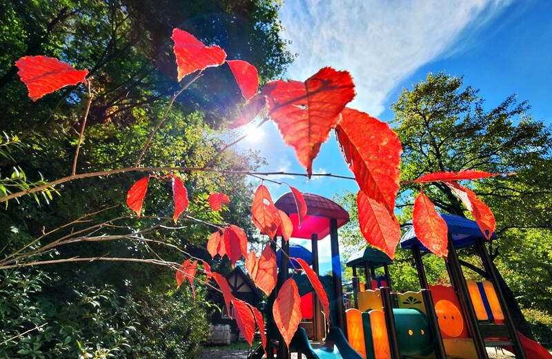 '고원도시' 태백에 그려지는 진한 원색 가을 유화