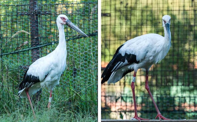 황새 두마리 들여오는 김해시…봉하뜰은 황새 서식 최적지