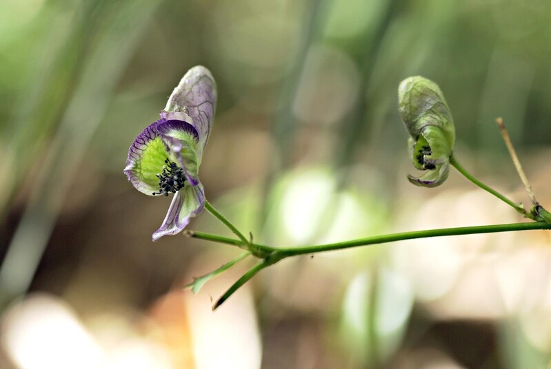 [픽!무주] 덕유산국립공원에 멸종위기 세뿔투구꽃 개화