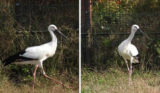 Three couples of natural monuments Oriental Storks finds new homes
