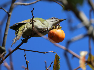 [K-Geography] Woodpecker at table