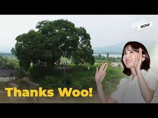 Old hackberry tree becomes natural monument thanks to Woo Young Woo!