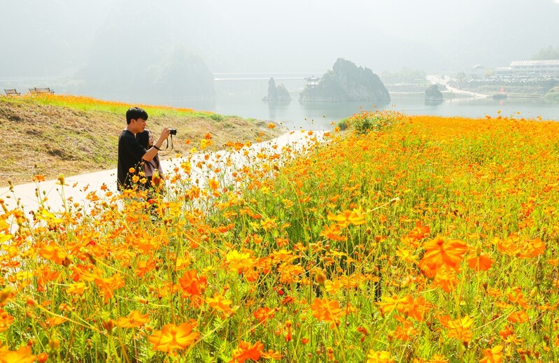 [픽! 단양] 노란 꽃물결…도담정원 황화 코스모스 만개