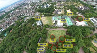Hackberry tree becomes natural monument as in drama 'Extraordinary Attorney Woo'