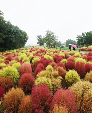 [K-Geography] Reddish autumn