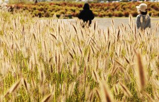 [K-Geography] Autumn landscape with fountain grass