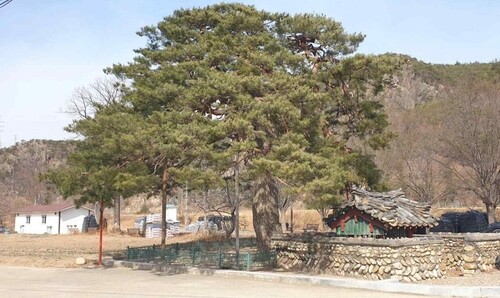 '울진 산불' 피했던 울진 행곡리 처진소나무, 종자 영구보존한다