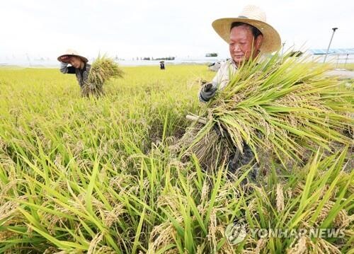 Gov't to buy 450,000 tons of rice for reserves on price drop concerns