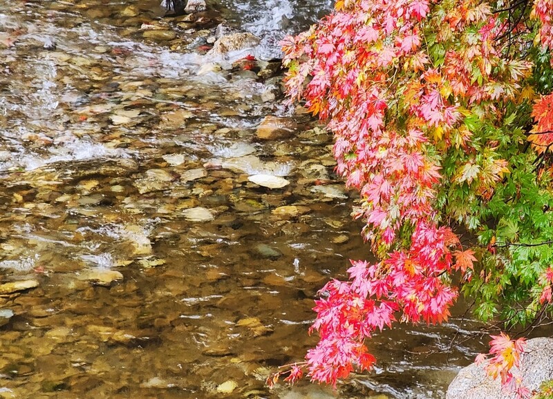 6일째 내리는 가을비 그치면…태백 철암 단풍 타오른다