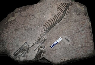 Cultural Heritage Administration designates Koreaceratops hwaseongensis as natural monument