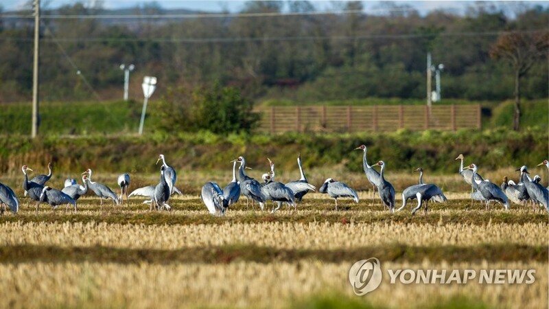 '올해도 반가워' 철원 민통선 마을 찾은 겨울진객 재두루미