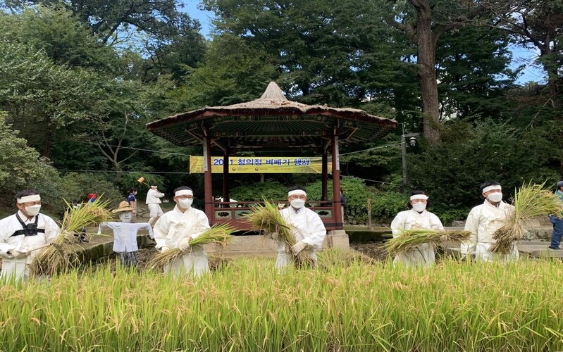 [문화소식] 문화재청, 창덕궁 청의정서 벼 베기 행사