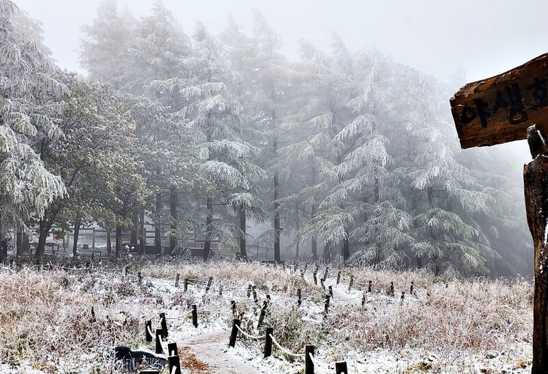 강원 함백산 만항재 방문한 겨울왕국 전령사 얼음꽃 활짝