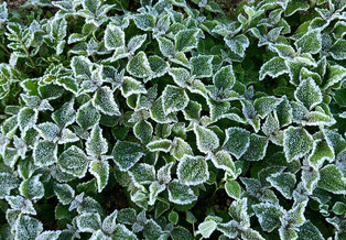 [Moment to Focus] Frost covering Daegwallyeong Pass