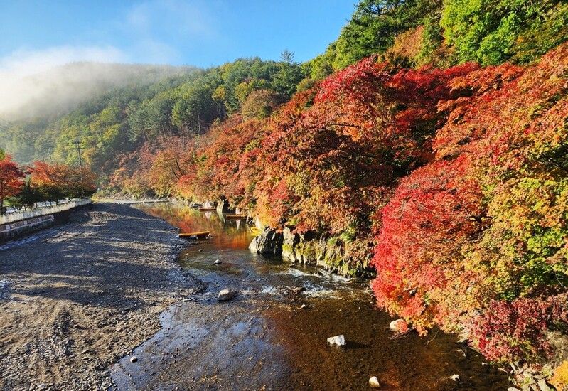 '진짜 진한 가을의 시작' 태백 철암단풍축제 14일 개막