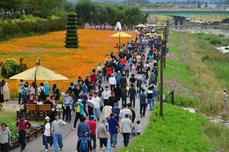 장성 황룡강 가을 정취 절정…주말 꽃길 걷기대회