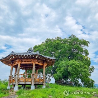 Changwon City Tour Bus to 'Woo Young-Woo Hackberry tree '... to run until November