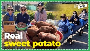 Harvesting Sweet Potatoes & Riding Can Train
