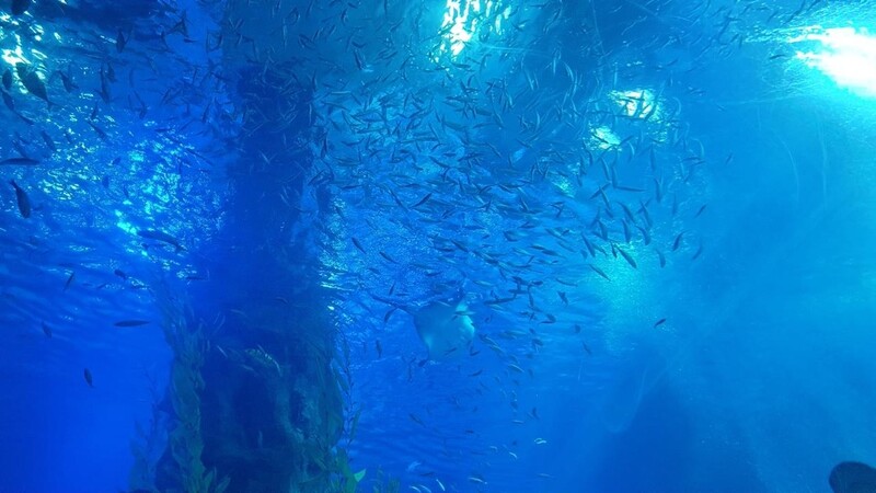 "제주 앞바다 참조기·다금바리, 서울서 만나요"