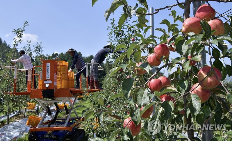 건강한 맛과 먹거리…장수 '한우랑사과랑' 축제 27일 개막
