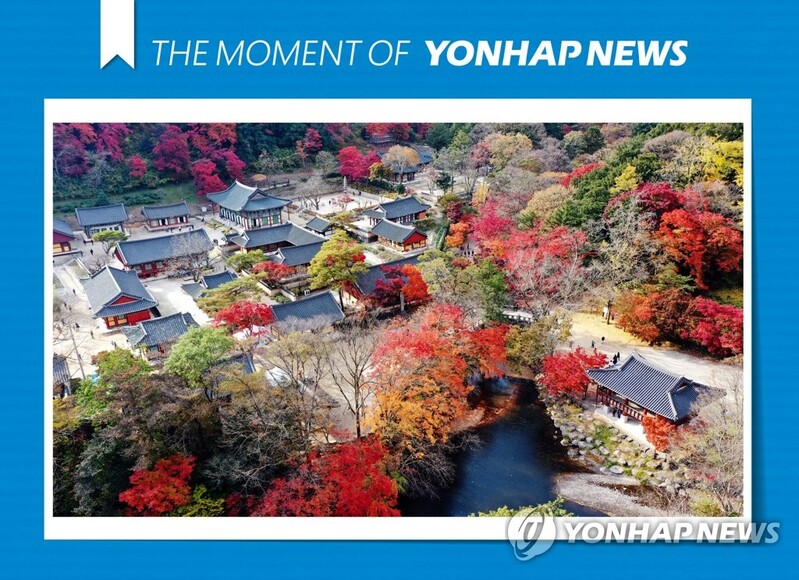 '애기단풍' 물드는 장성 백양사…4년 만에 가을축제 연다