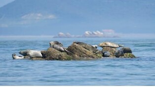 Spotted seal observatory to be built in Baengnyeong Island, Incheon
