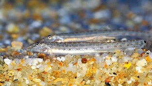 2,000 'Miho spine loach', natural monument, released at Ji Stream, Buyeo-gun