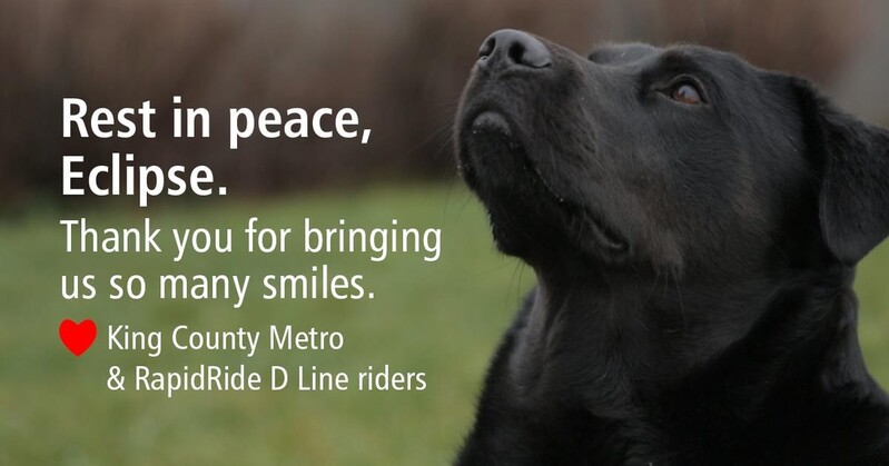 혼자 대중교통 척척…美시애틀 명견 하늘나라로