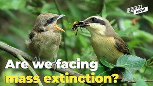 Why have so many of Korea's animals disappeared?