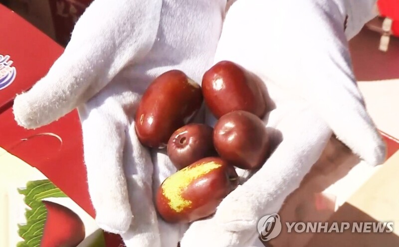 태풍 이겨낸 대추 맛보세요…밀양 대추축제 3년만에 개막