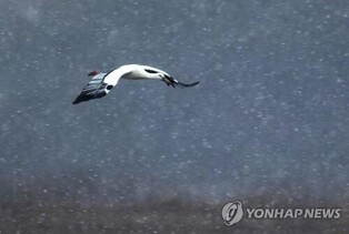 Storks influenced by Ukraine crisis...Korea-Russia artificial breeding nest work suffers setback