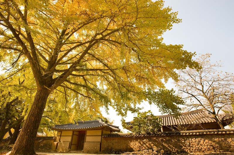 보령 청라면서 29∼30일 제8회 청라 은행마을 축제