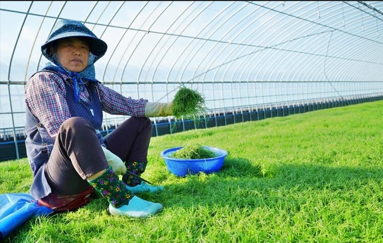 '천연미네랄 가득 품은' 해남 세발나물 본격 출하