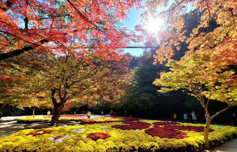 [픽!순창] 강천산군립공원 단풍 울긋불긋…"이번 주말 절정"