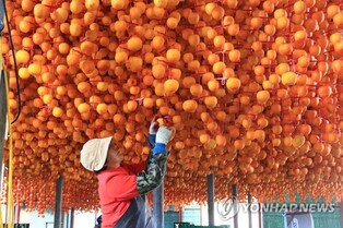 Yeongdong county known as Gamgoul busy under processing of producing dried persimmon