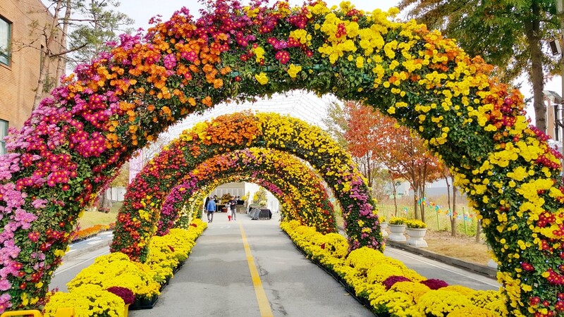 [부안소식] 제12회 가을애 국화 축제 28일 개막