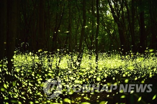 '반딧불 곶자왈 마을' 청수리 복원사업 내년 3월 준공