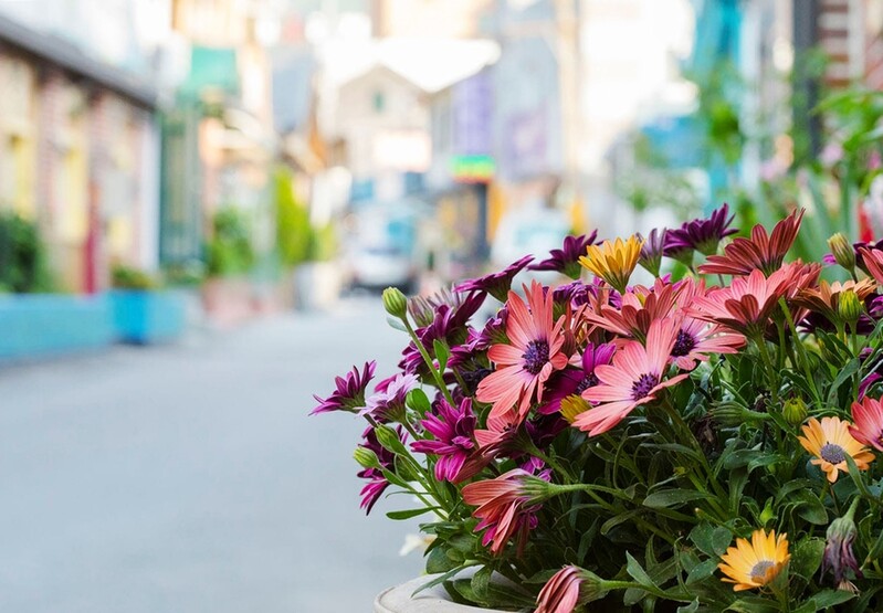 정선 고한 골목길 정원박람회 29일 핼러윈 파티로 대단원