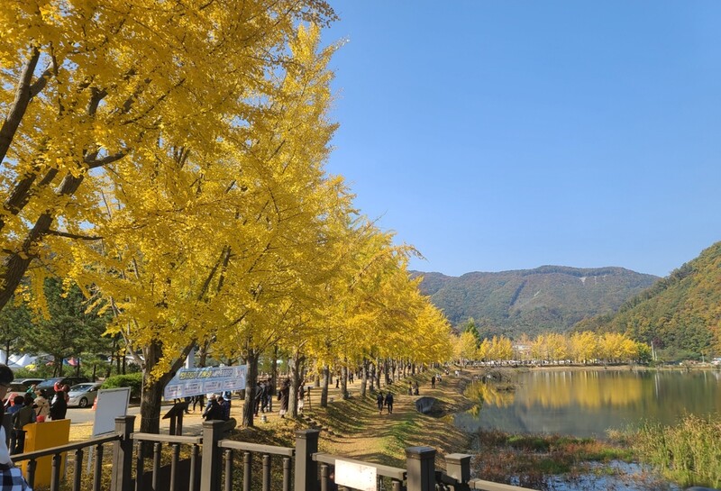 [픽! 괴산] 노랗게 물든 문광저수지 은행나무길